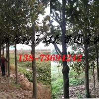 廣玉蘭基地|18公分-19公分-20公分廣玉蘭價(jià)格