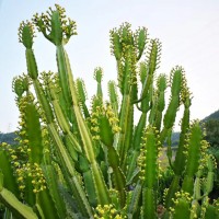 三角大戟 大戟科屬 盆栽庭院景觀設(shè)計(jì)沙漠植物 大戟柱廠家直銷