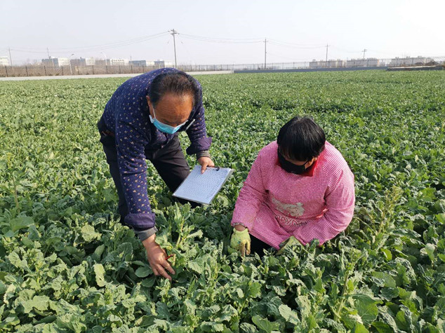 5.技術(shù)人員調(diào)查油菜試驗(yàn)品種特征特性_副本.jpg