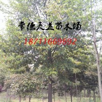 14-15公分樂昌含笑價(jià)格,樂昌含笑行情,18公分樂昌含笑