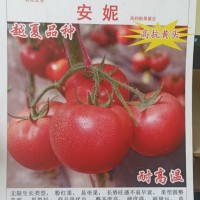 安妮 越夏耐熱粉果 抗病毒大粉西紅柿 高產(chǎn)粉果番茄