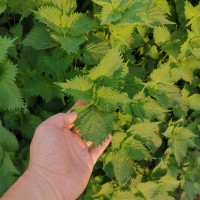 鋸齒紫蘇 全綠蘇 全紅蘇 野菜種子 特菜種子