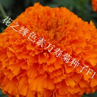 赤峰花之緣花卉 色素萬(wàn)壽菊種子 F1代雜交色素萬(wàn)壽菊種子