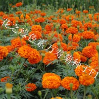 花之緣花卉色素萬(wàn)壽菊種子價(jià)格 赤峰雜交色素萬(wàn)壽菊種子成活率高