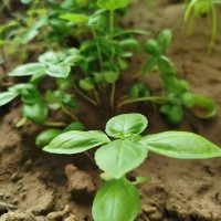 大葉羅勒種子 綠葉香菜種子 春秋四季種植 沙拉特菜