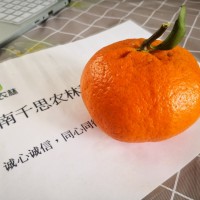 甘平柑橘苗 甘平柑橘杯苗簽訂合同保障純度 甘平樹(shù)苗