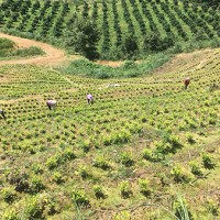 湖州茶園加盟，浙江茶山加盟，湖州轉(zhuǎn)運(yùn)珍茶，浙江眾扶農(nóng)業(yè)