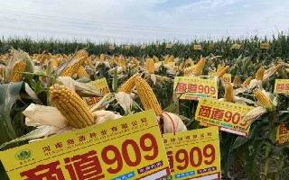 戰(zhàn)高溫、斗酷暑、商道909不怕苦！