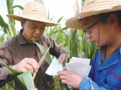 寶豐縣農(nóng)科所玉米育種專家配制雜交種授粉套袋