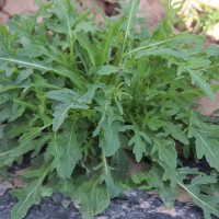 小葉芝麻菜 花葉品種 香味濃郁 四季種植 產量高