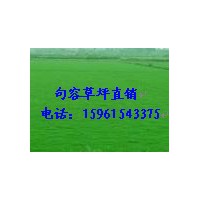 農(nóng)戶草坪百慕大與黑麥草混播草坪，天堂草15961543375