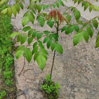 欒樹袋苗  黃山欒樹杯苗 臺(tái)灣欒樹容器苗